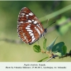 neptis rivularis shamkir female 2